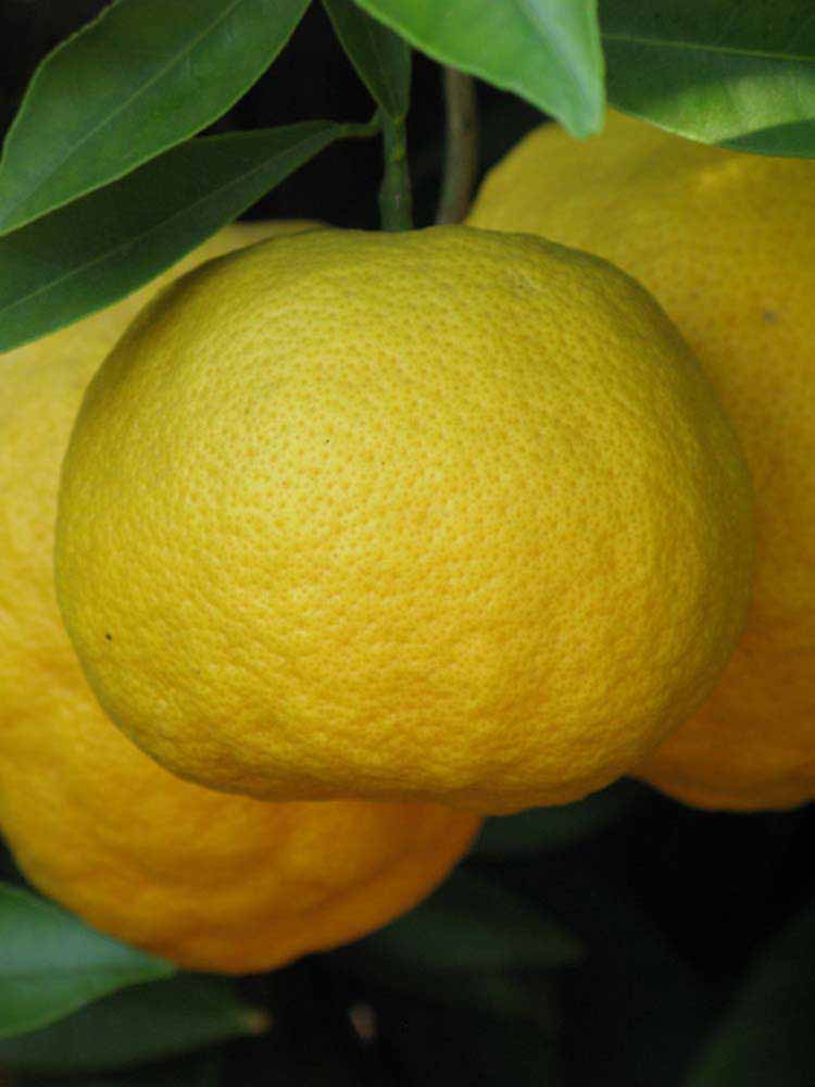            Fruit (Riverside, CA)   